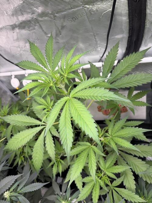 42 fast buds champions line. Week 4