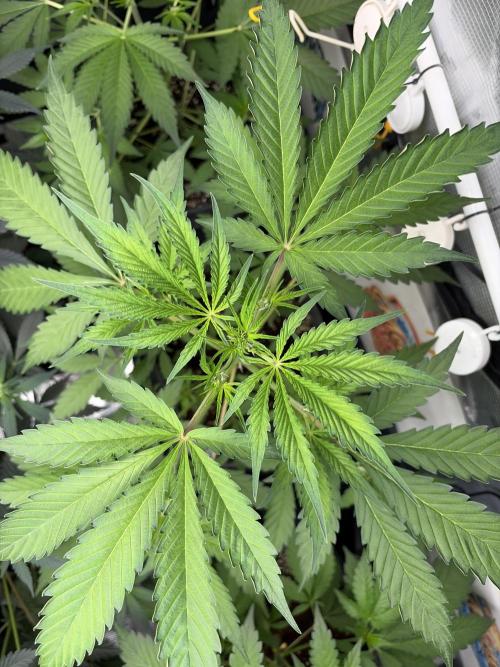 42 fast buds champions line. Week 4