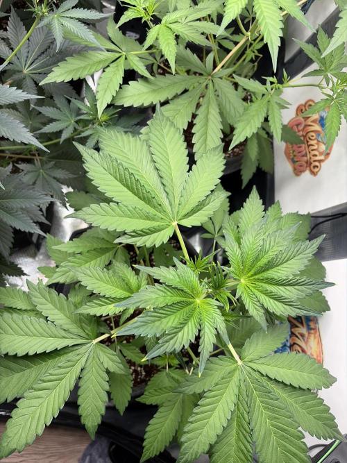 42 fast buds champions line. Week 4
