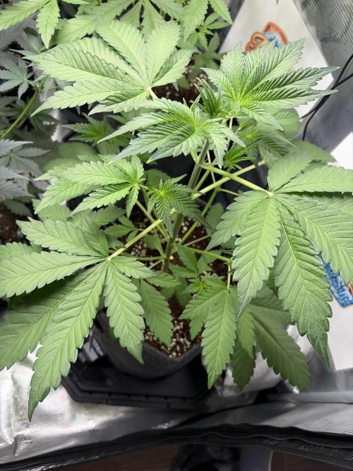 42 fast buds champions line. Week 4