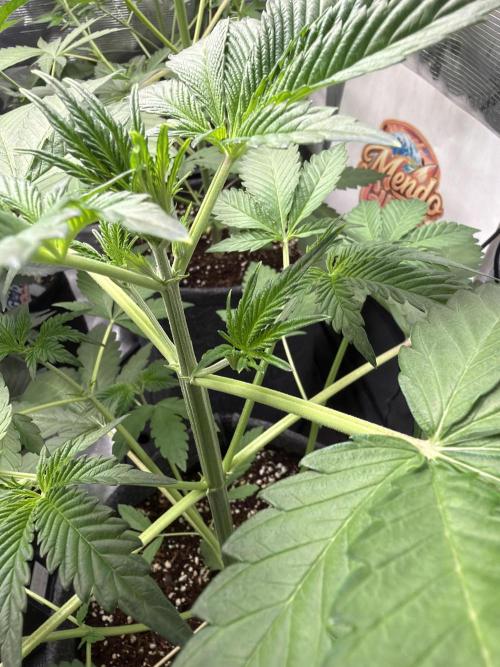42 fast buds champions line. Week 4