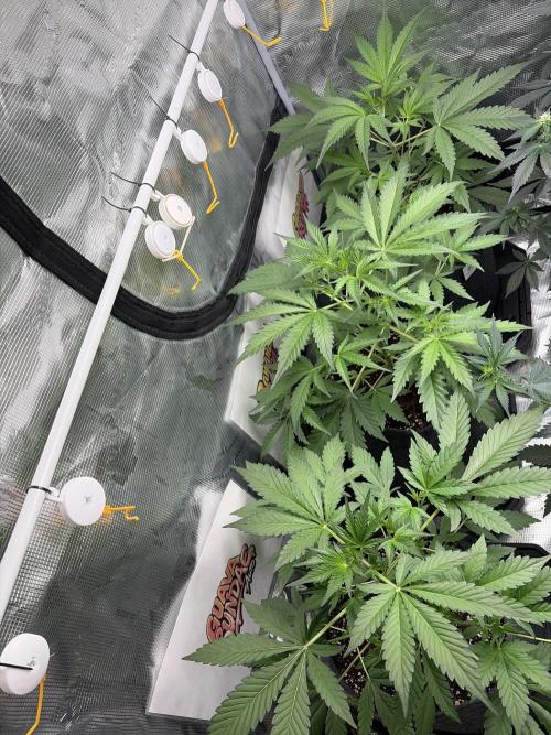 42 fast buds champions line. Week 4