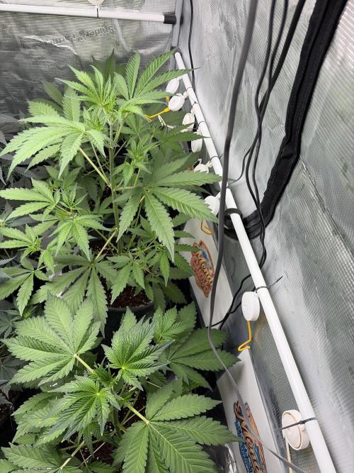 42 fast buds champions line. Week 4