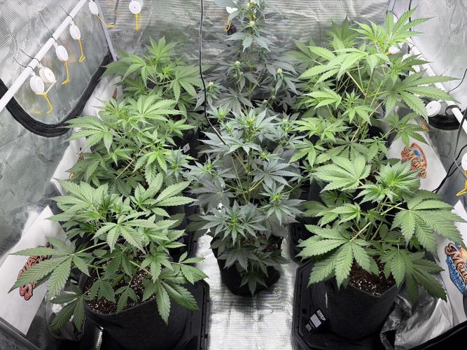 42 fast buds champions line. Week 4