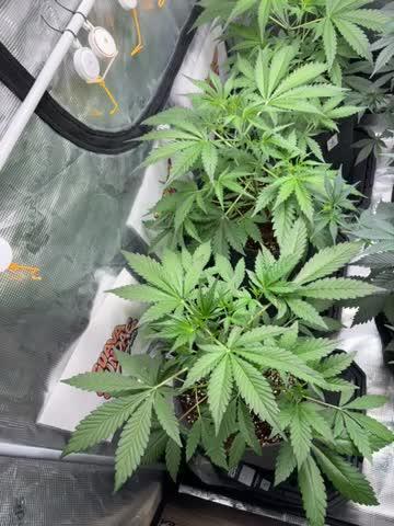 42 fast buds champions line