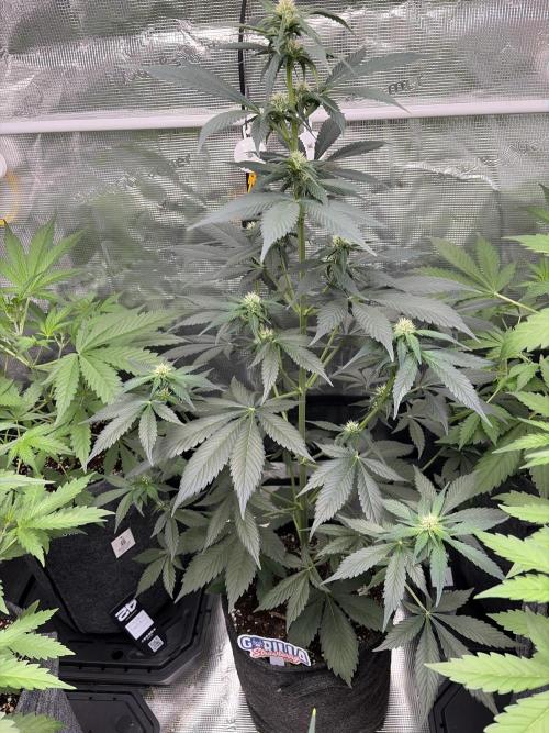 Guava and Strawberry Gorilla Auto RF3. Week 5