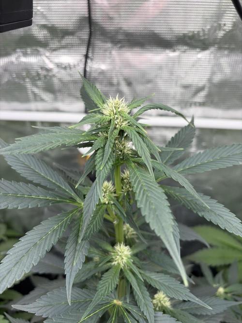 Guava and Strawberry Gorilla Auto RF3. Week 5