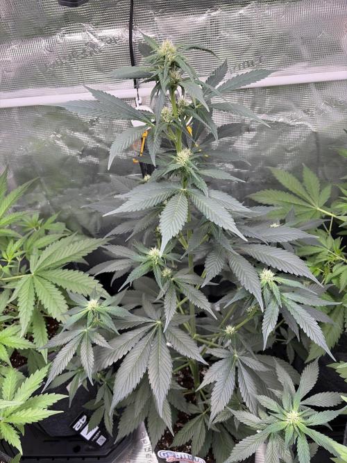 Guava and Strawberry Gorilla Auto RF3. Week 5