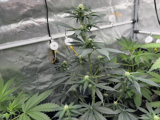 Guava and Strawberry Gorilla Auto RF3. Week 5