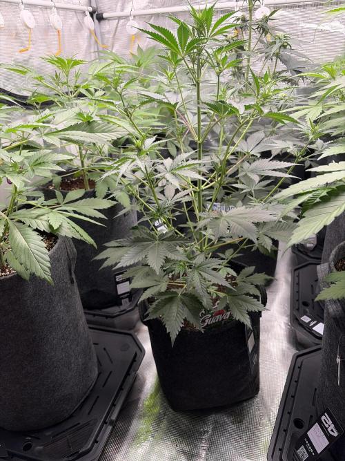 Guava and Strawberry Gorilla Auto RF3. Week 5