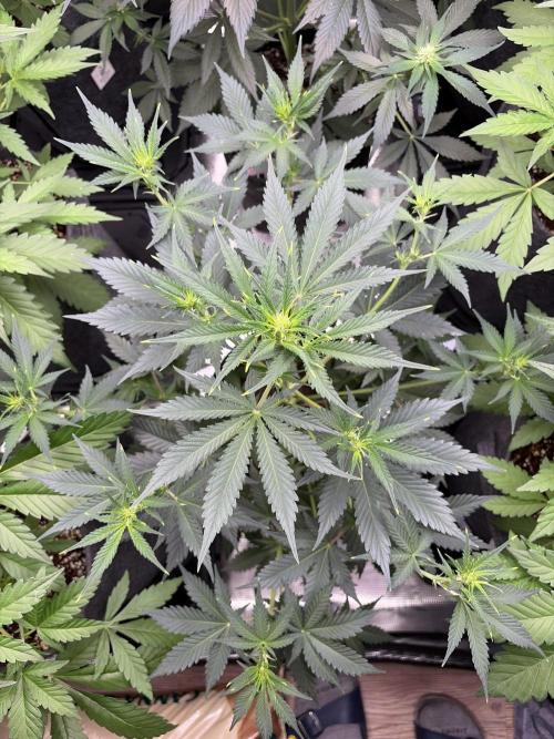 Guava and Strawberry Gorilla Auto RF3. Week 5