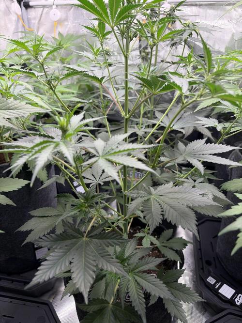 Guava and Strawberry Gorilla Auto RF3. Week 5