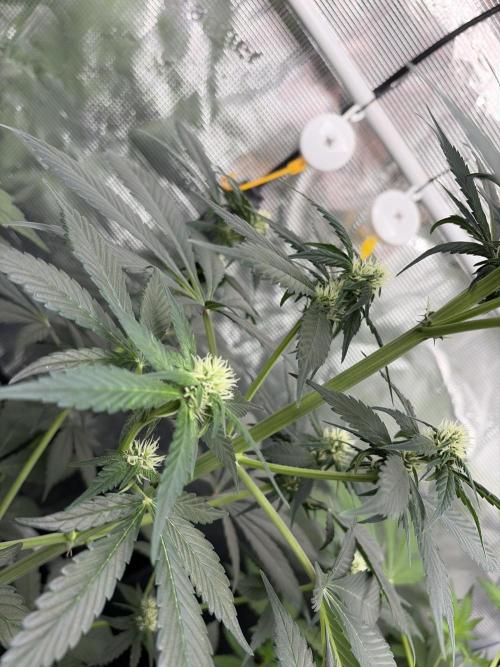 Guava and Strawberry Gorilla Auto RF3. Week 5