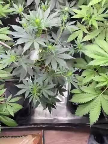Guava and Strawberry Gorilla Auto RF3