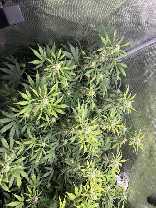 Z-Up Auto. Week 10