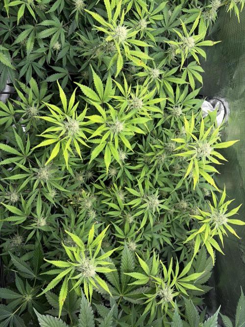 Z-Up Auto. Week 10