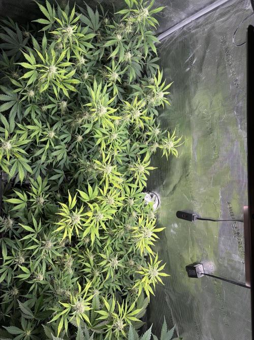 Z-Up Auto. Week 10