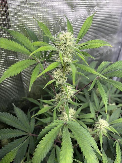 Z-Up Auto. Week 10
