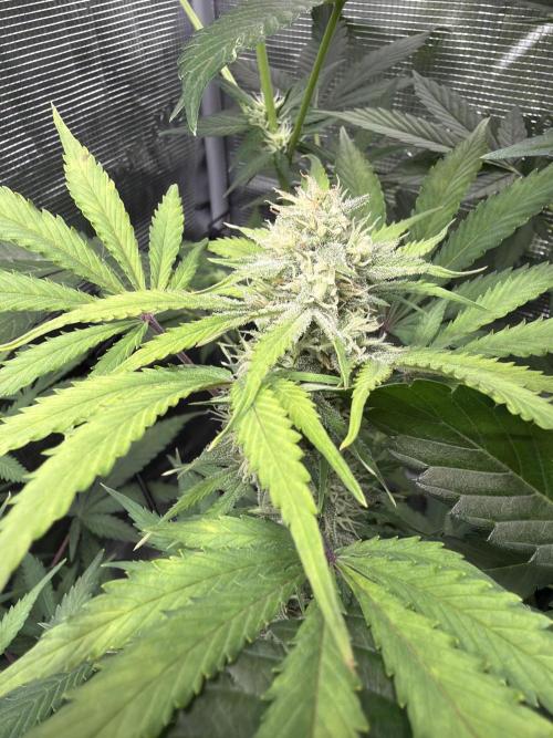 Z-Up Auto. Week 10
