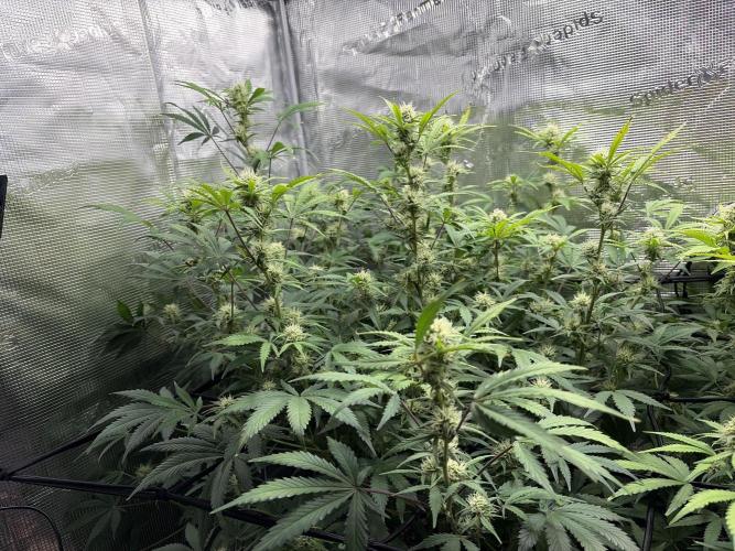 Z-Up Auto. Week 10