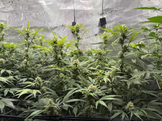 Z-Up Auto. Week 10