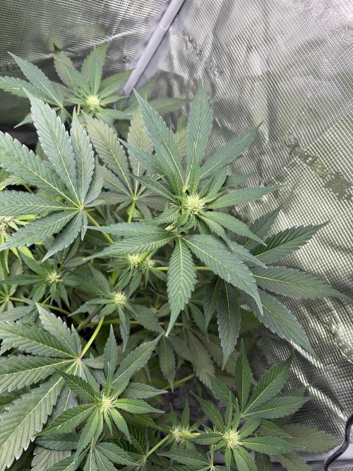 Lemon Cherry Cookies Auto. Week 6