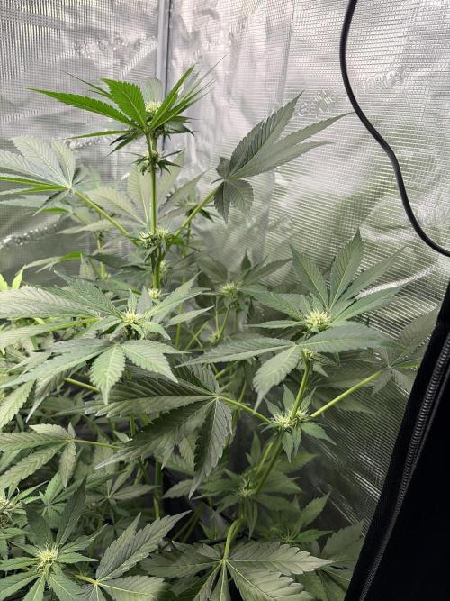 Lemon Cherry Cookies Auto. Week 6