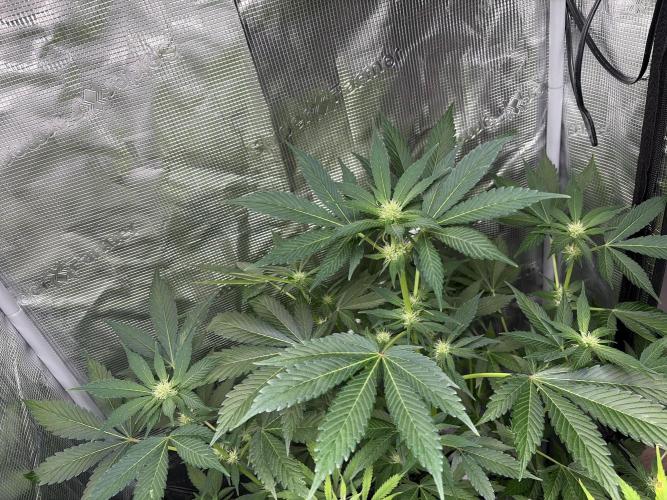 Lemon Cherry Cookies Auto. Week 6