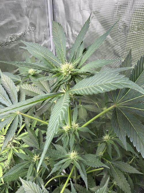 Lemon Cherry Cookies Auto. Week 6