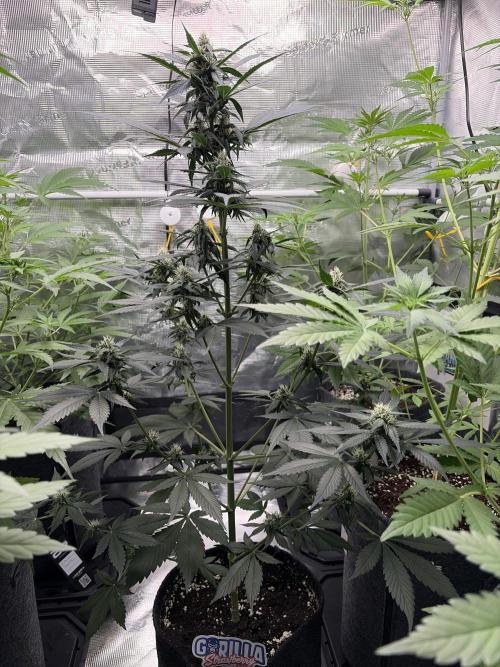Guava and Strawberry Gorilla Auto RF3. Week 6