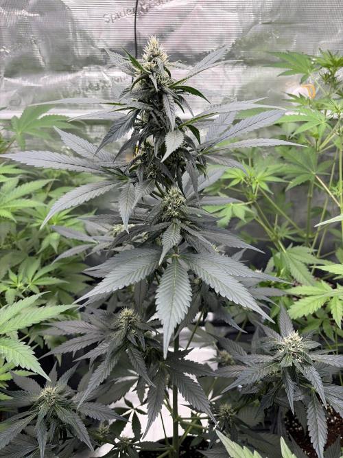 Guava and Strawberry Gorilla Auto RF3. Week 6