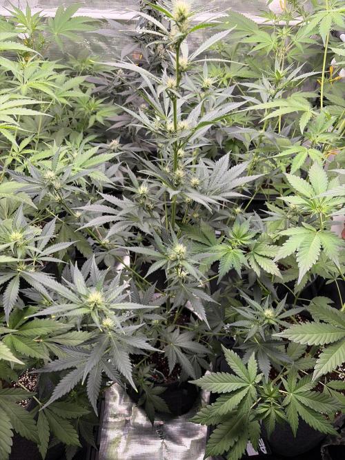 Guava and Strawberry Gorilla Auto RF3. Week 6