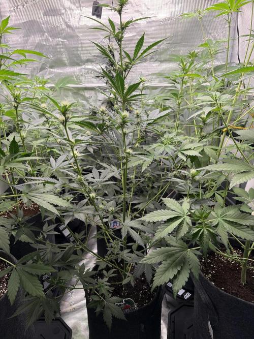 Guava and Strawberry Gorilla Auto RF3. Week 6