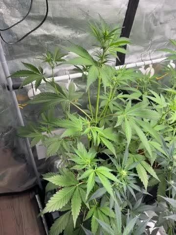 42 fast buds champions line