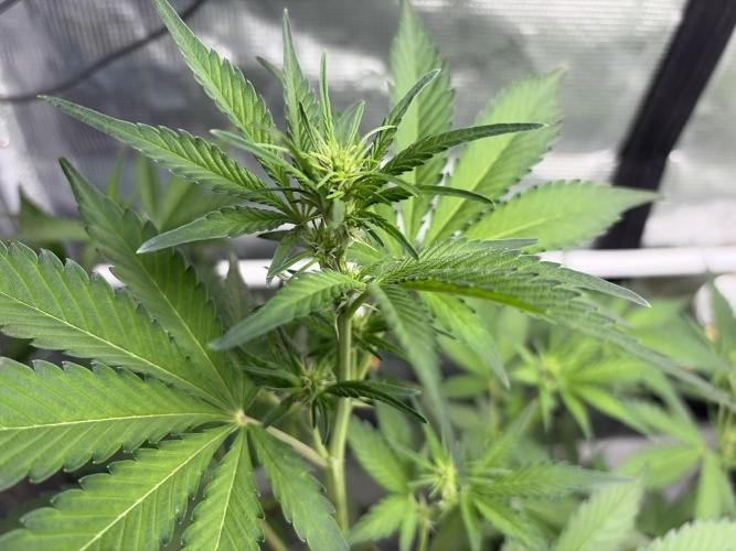 42 fast buds champions line. Week 5