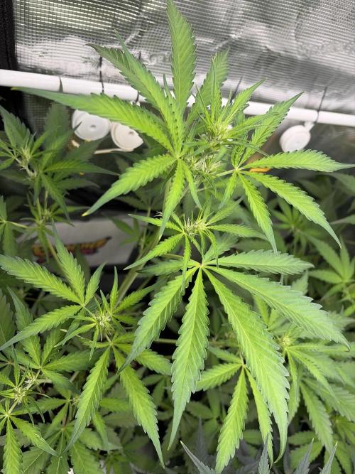 42 fast buds champions line. Week 5