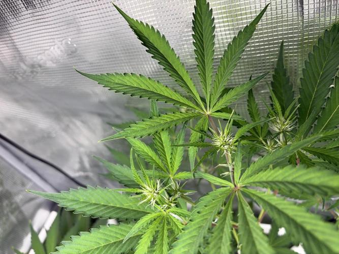 42 fast buds champions line. Week 5