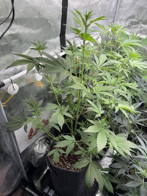 42 fast buds champions line. Week 5