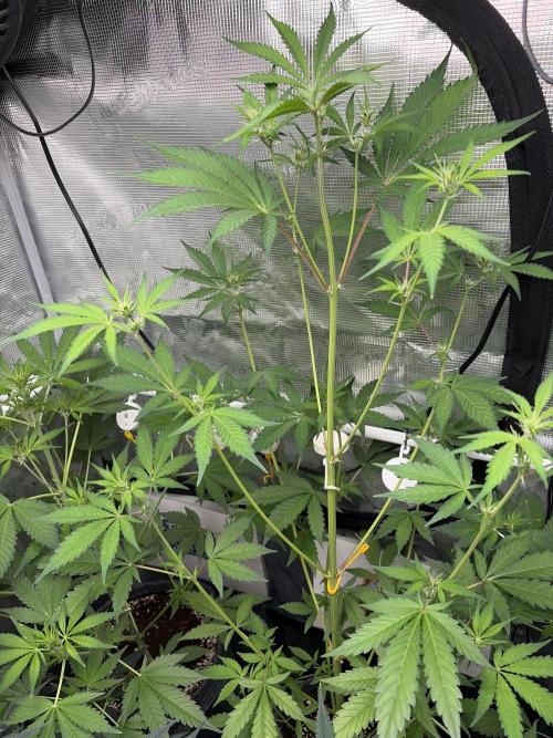 42 fast buds champions line. Week 5