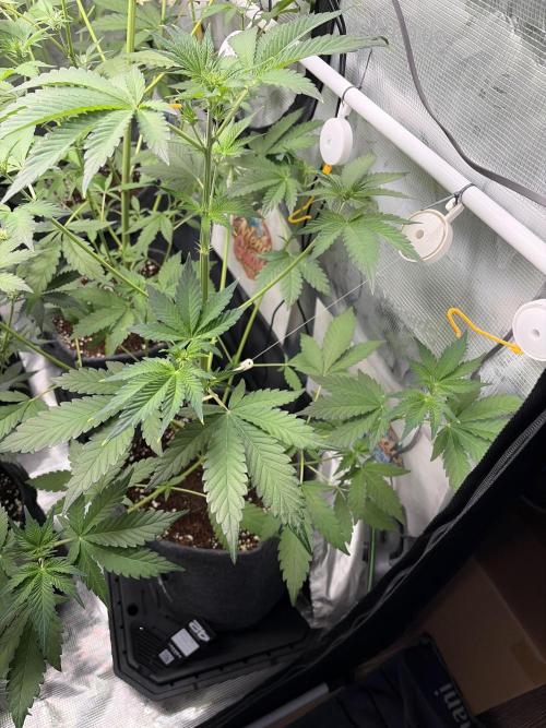 42 fast buds champions line. Week 5