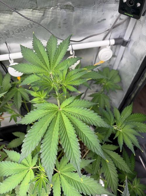 42 fast buds champions line. Week 5