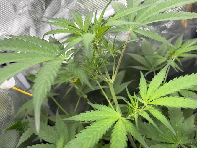 42 fast buds champions line. Week 5