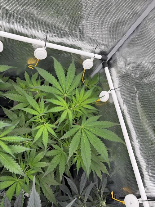 42 fast buds champions line. Week 5