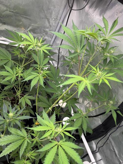 42 fast buds champions line. Week 5