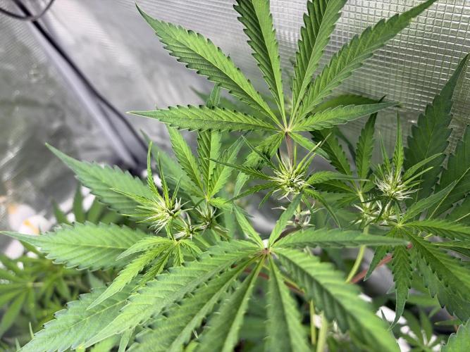 42 fast buds champions line. Week 5