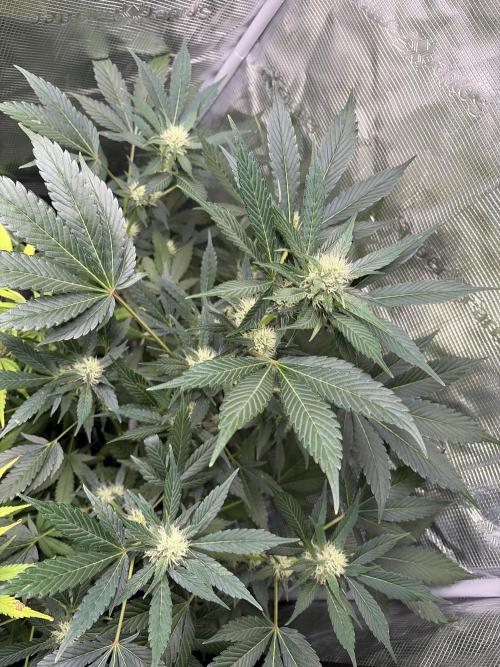 Lemon Cherry Cookies Auto. Week 7