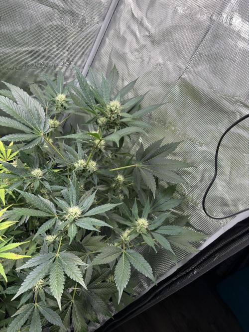 Lemon Cherry Cookies Auto. Week 7
