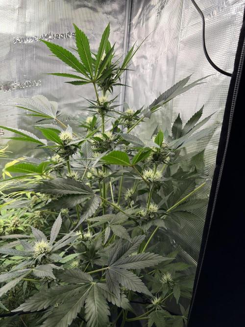 Lemon Cherry Cookies Auto. Week 7