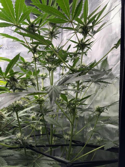 Lemon Cherry Cookies Auto. Week 7