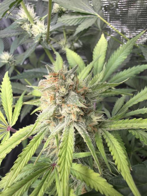 Z-Up Auto. Week 11